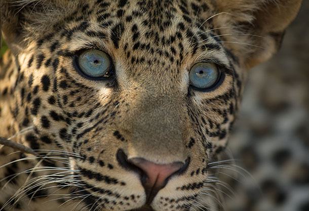 Photo of a closeup of a leopard