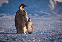 Photo of penguins. Link to Gifts of Appreciated Securities. Photo of penguins.