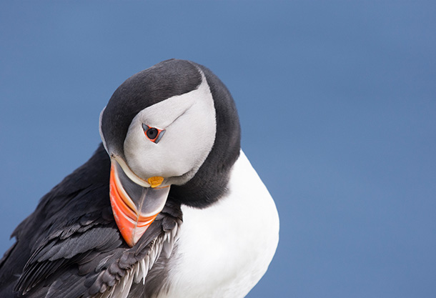 Photo of an animal