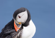 Photo of an animal